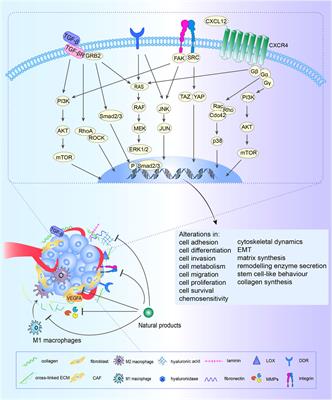 Targeting extracellular matrix through phytochemicals: a promising approach of multi-step actions on the treatment and prevention of cancer